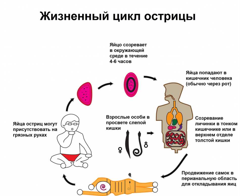 Животное с острым клювом и когтями