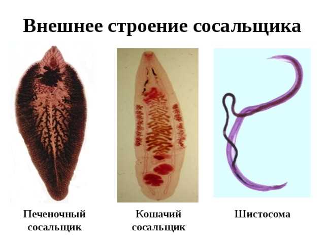 Раздел 2: Ленточный червь