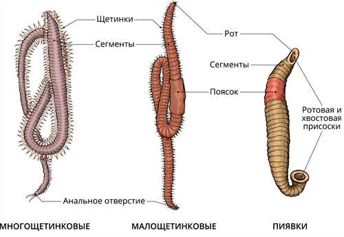 Полезные функции червей