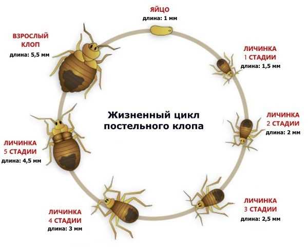 Как быстро избавиться от клопов в спальне?