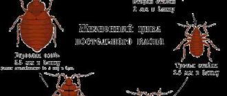 Как быстро убрать неприятный запах от погибших клопов в квартире?