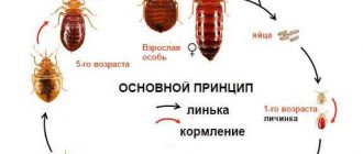 Как избавиться от постельных клопов: эффективные способы и средства