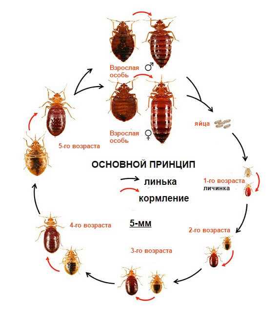 Как давятся клопы постельные?