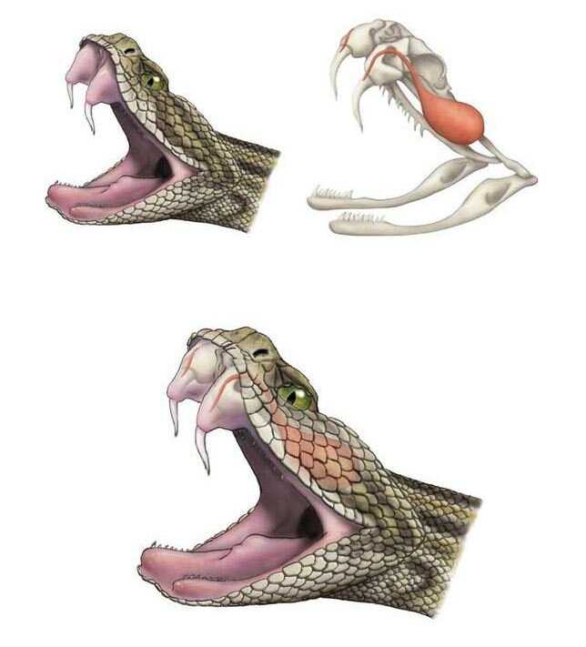 Как гремучая змея охотится на добычу?