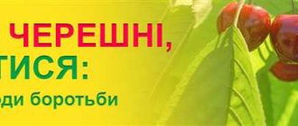 Как избавиться от червей в черешне перед едой: эффективные способы