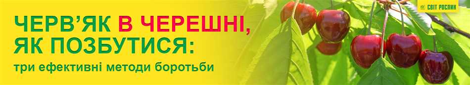 Как избавиться от червей в черешне перед едой?