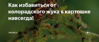 Как избавиться от малинового жука навсегда? | Эффективные методы