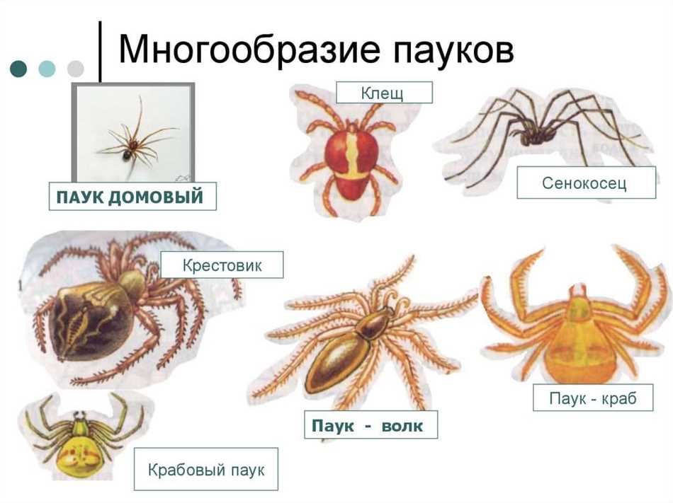 3. Используйте натуральные отпугиватели