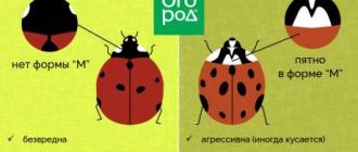 Как найти божью коровку: советы и рекомендации