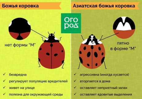 Как найти божью коровку?