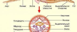 Как называется форма тела круглых червей?