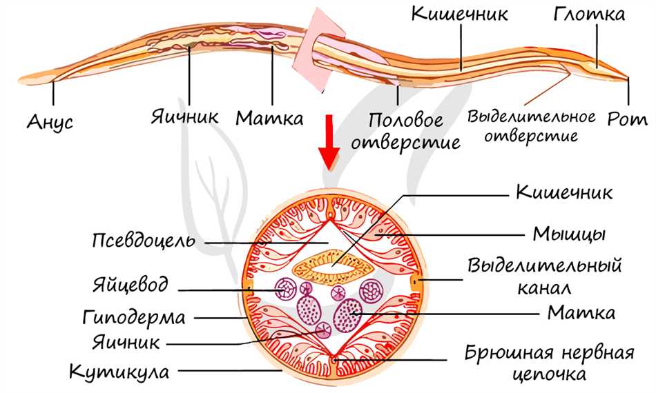 Разновидности формы тела круглых червей