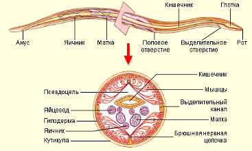 Как называется форма тела круглых червей?