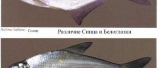 Лещ-подобная рыба: название и характеристики