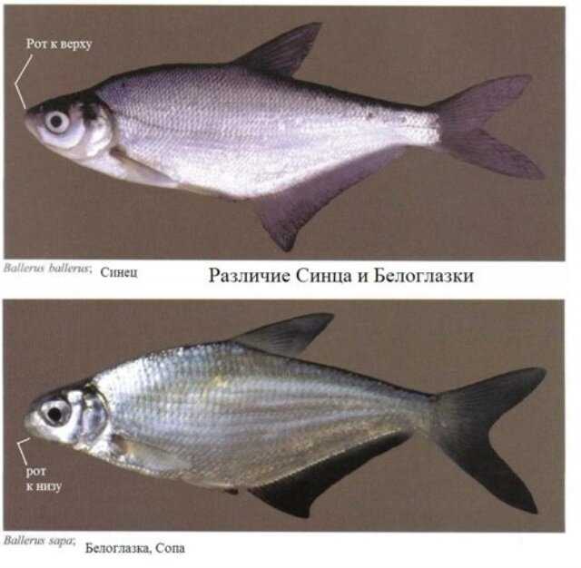 Как называется рыба похожая на леща?