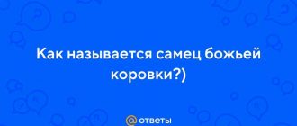 Как называется самец божьей коровки?