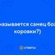 Как называется самец божьей коровки?
