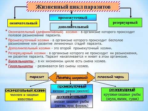 Как называется заражение паразитами?