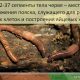 Как дождевые черви образуются и для чего они важны