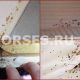 Как определить наличие клопов в спальне и их возможные места обитания?