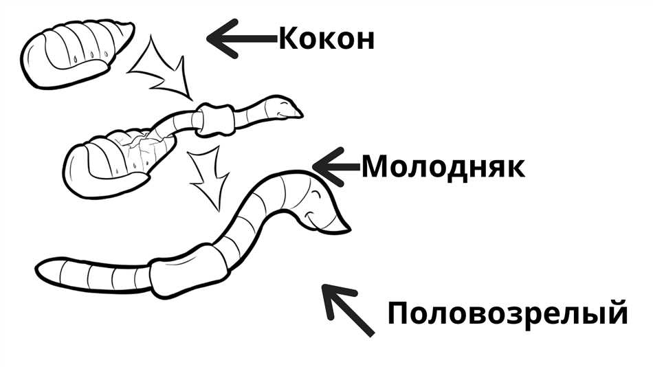 Калифорнийский червь