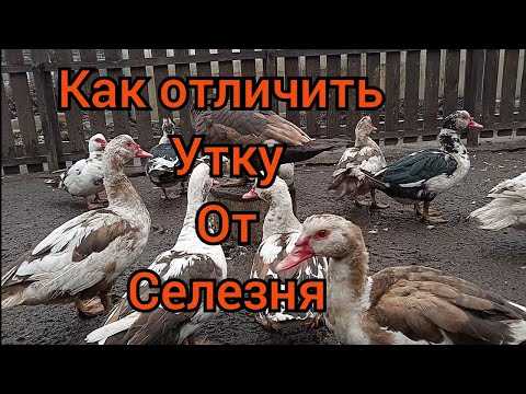 Размеры и форма