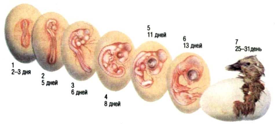 Развитие зародышей в яйцах змей: основные этапы
