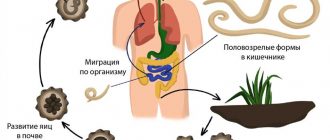 Как размножаются нематоды: основные способы размножения и их значимость