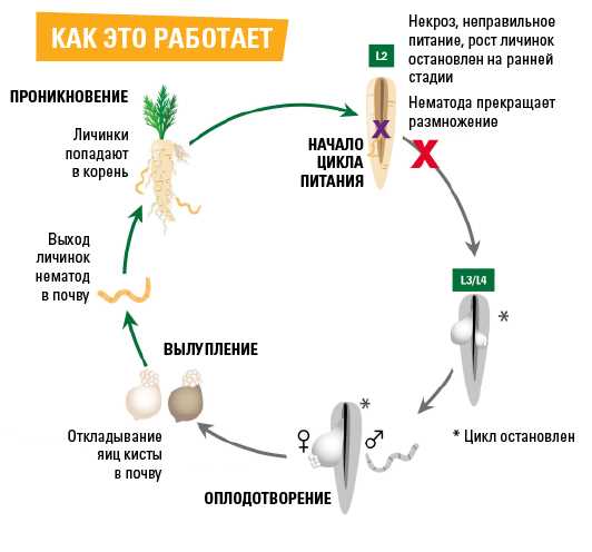 Способ размножения нематод через яйца