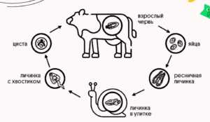 Как размножаются паразиты?