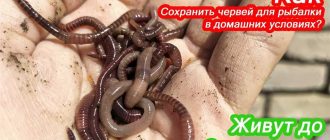 Как продлить жизнь дождевых червей в домашних условиях? Советы и рекомендации