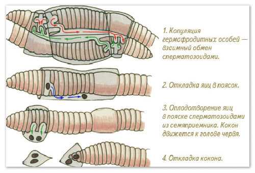 Половое созревание