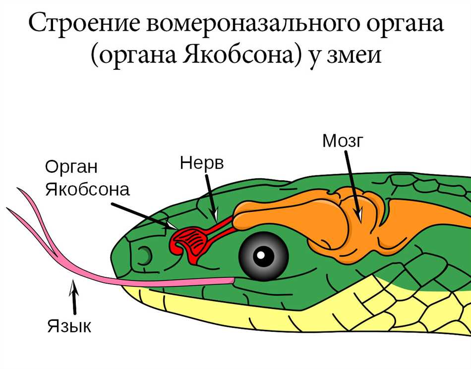 Строение органа Якобсона у змеи