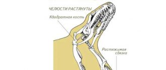 Как устроены челюсти у змеи?