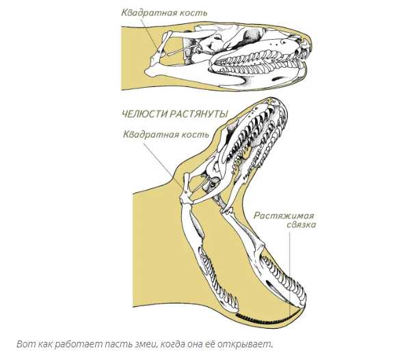 Как устроены челюсти у змеи?