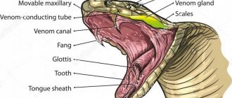 Как устроено дыхательное устройство змеи?