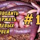 Как зимуют дождевые черви: особенности и процесс