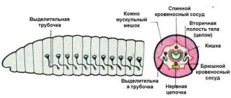 Какая пищеварительная система у дождевых червей