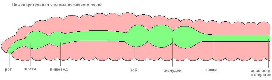 Для чего дождевые черви используют пищевую систему?