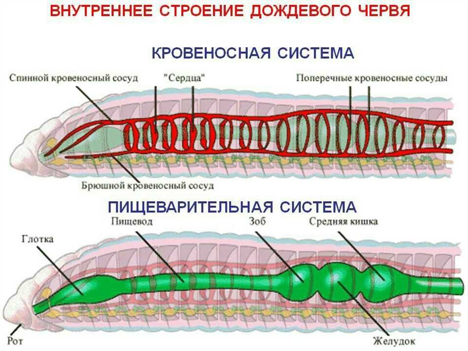 Как черви обеспечивают поступление пищи?