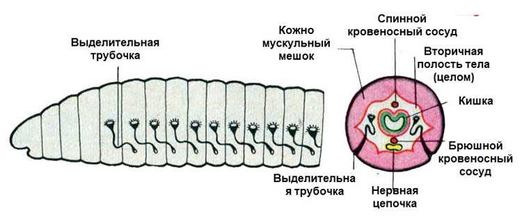 Какая пищ система у дождевых червей?