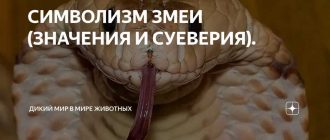 Какая символика змеи присутствует в религиозных обрядах вуду?