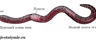 Среда обитания дождевого червя: условия жизни и предпочтения