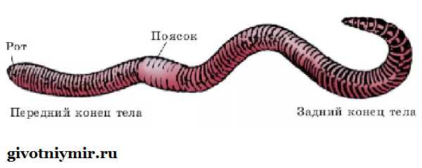 Какая среда обитания у дождевого червя?