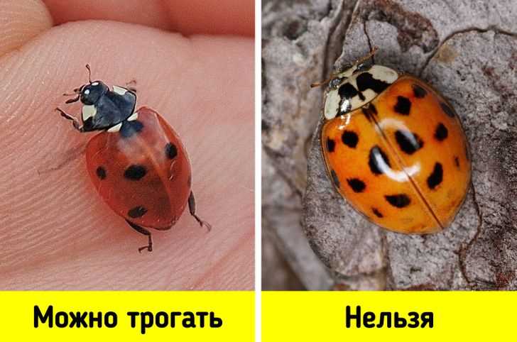 Какие божьи коровки опасны?