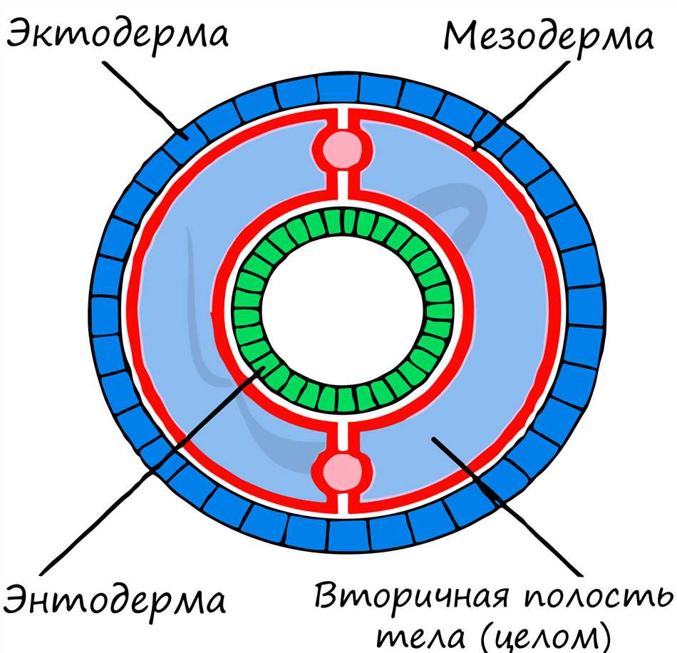 Понятие о полости тела у организмов