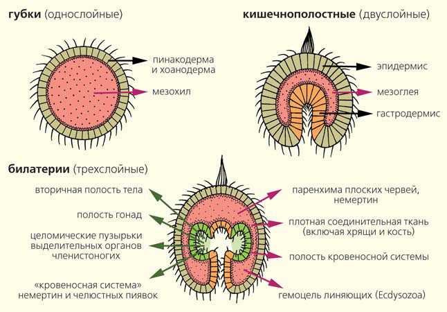 Внутреннее строение червей и полость тела