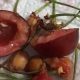 Черви в черешне: какие они бывают и как с ними бороться?