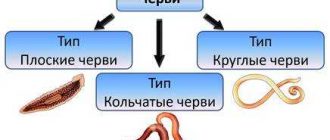 Черви в биологии: разновидности, особенности и роль в экосистеме