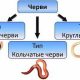 Черви в биологии: разновидности, особенности и роль в экосистеме